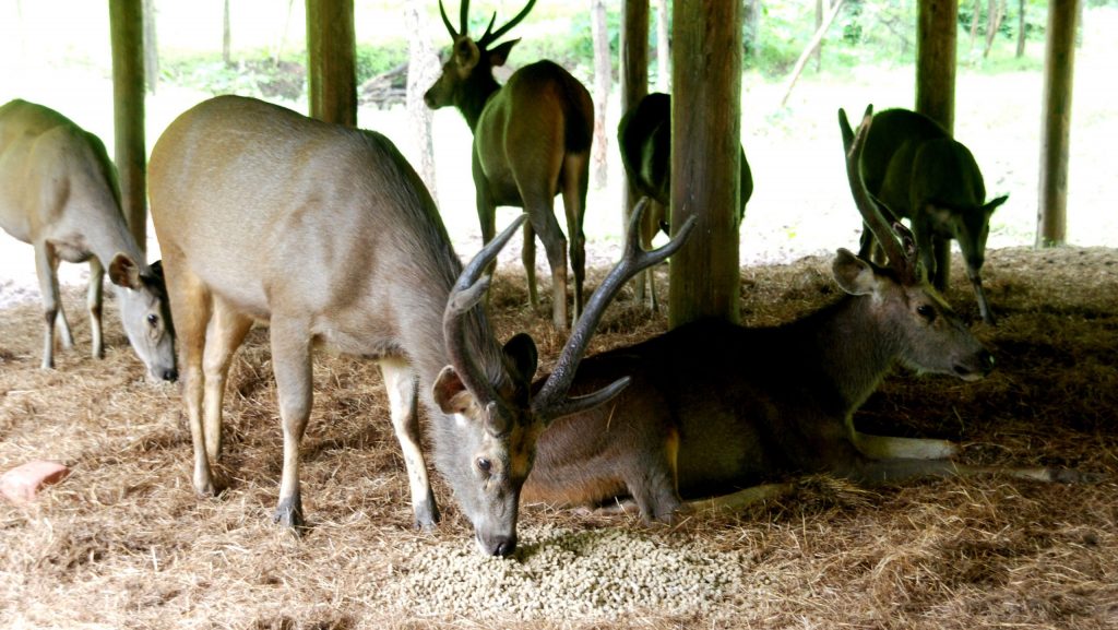 “Group of sambar deer inside a shelter at Satmaliya Deer Park near Silvassa, with some feeding and others resting on dry grass under a wooden roof.”