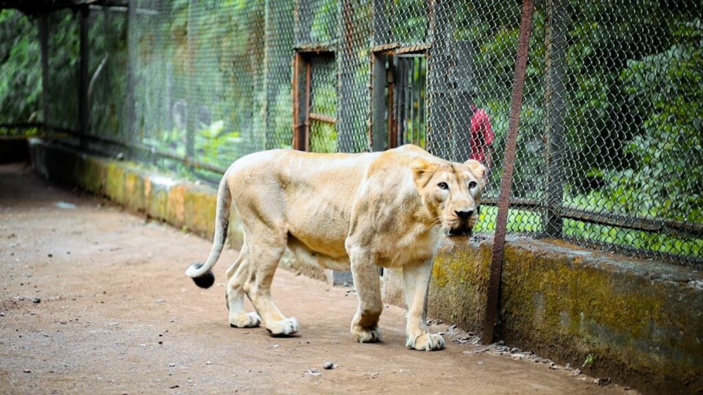 “Lion strolling in the Silvassa safari enclosure ''