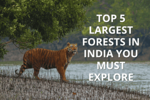 "Royal Bengal tiger standing on the edge of a forest near water in the Sundarbans, with the text 'Top 5 Largest Forests in India You Must Explore' written beside it."