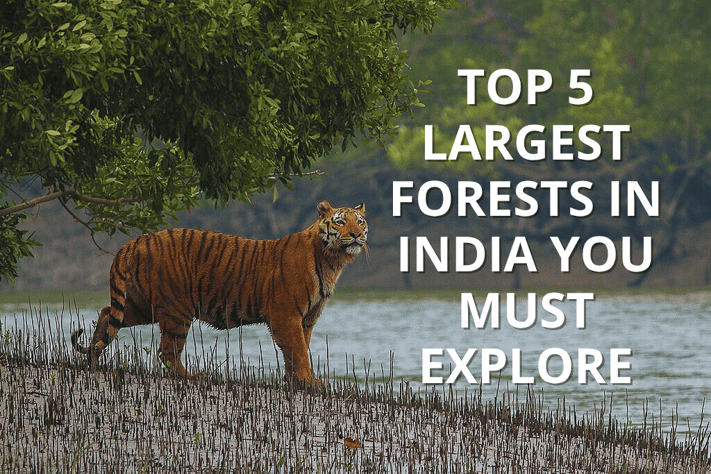 The Top 5 Largest Forests in India You Must Explore