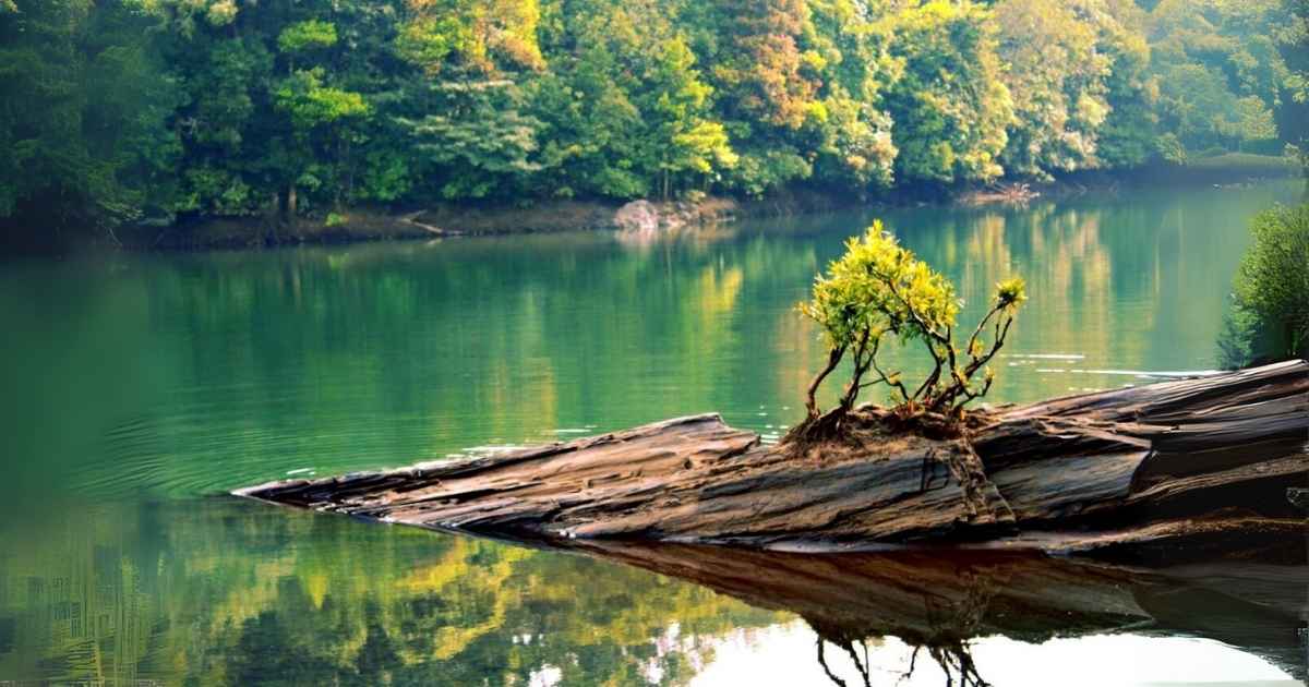 A small green tree growing on a slanted rock formation in the middle of a calm river, surrounded by dense forest.