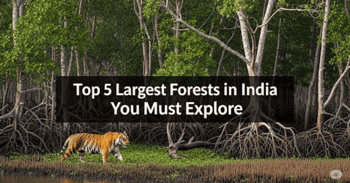 "Thumbnail image for a blog post showing a Royal Bengal tiger in its natural habitat within the Sundarbans, a dense mangrove forest. The image prominently features the title: 'Top 5 Largest Forests in India You Must Explore', making it ideal for content related to Indian wildlife, forests, and travel destinations."