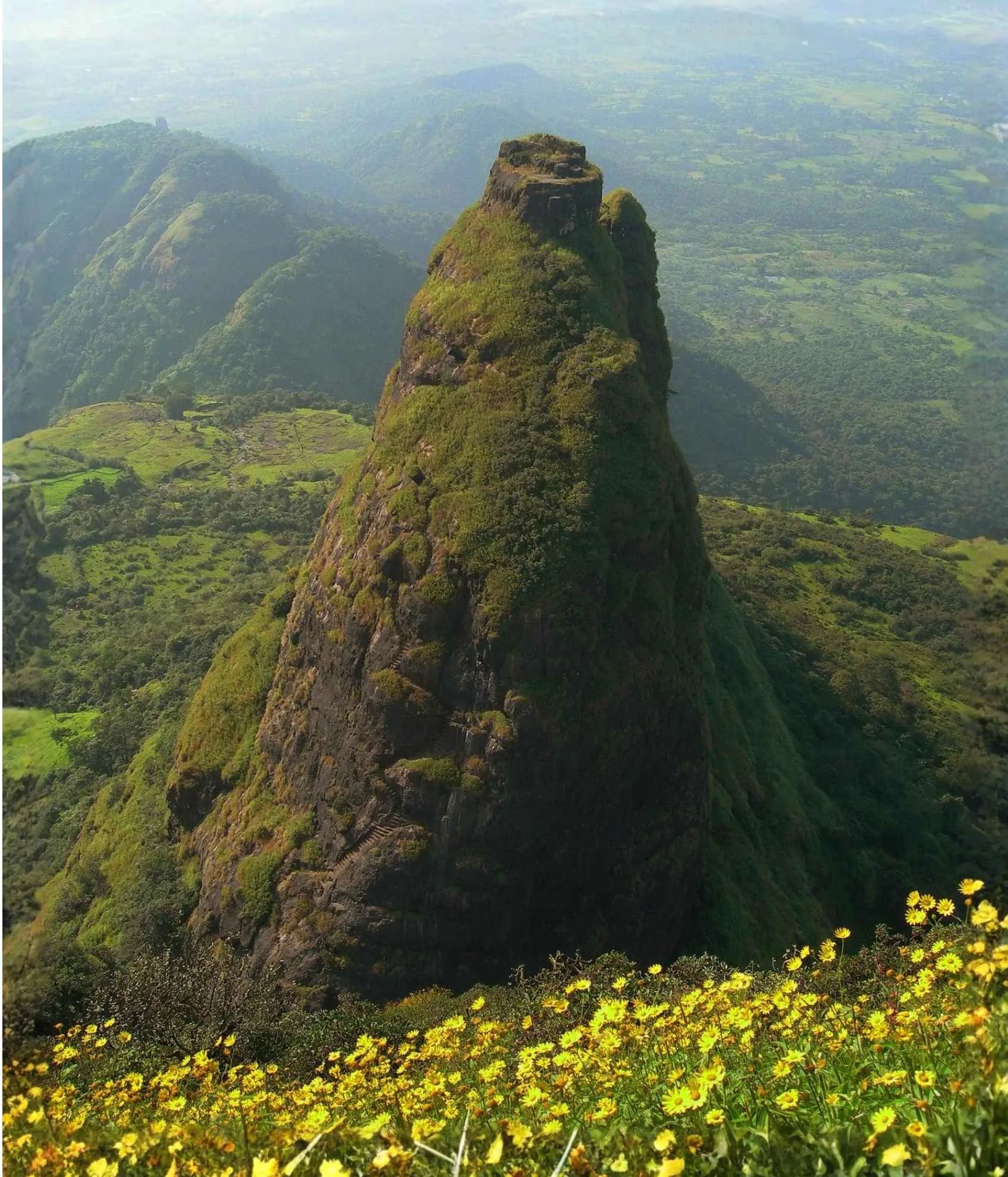Steep pinnacle of Kalavantin Durg Fort surrounded by lush green valleys and yellow wildflowers in Maharashtra.